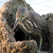 Striated Heron